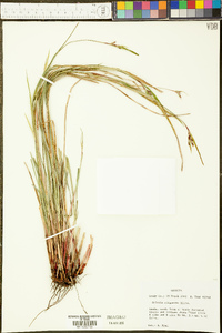 Scleria oligantha image