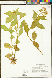 Pluchea odorata image