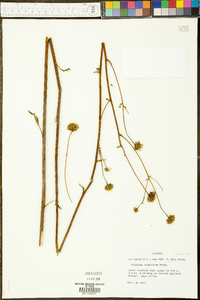 Silphium compositum image