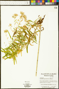 Brickellia eupatorioides image