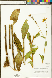 Rudbeckia auriculata image