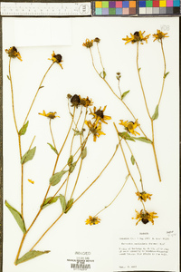 Rudbeckia auriculata image