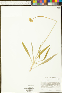 Marshallia caespitosa image