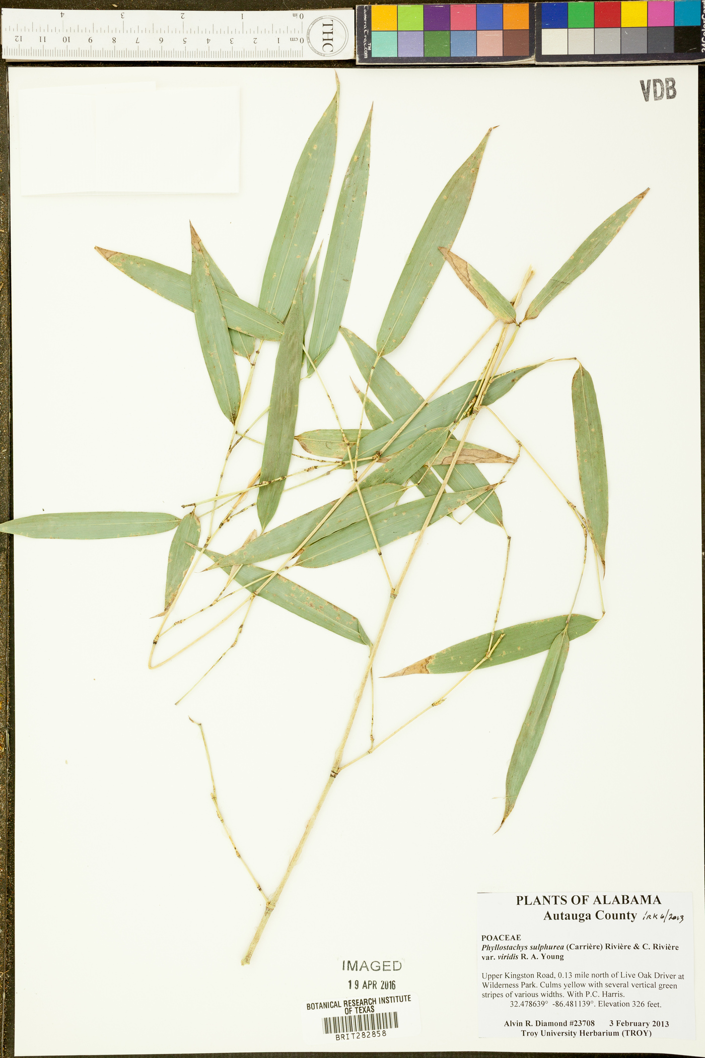 Phyllostachys sulphurea image