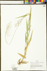 Panicum erectifolium image