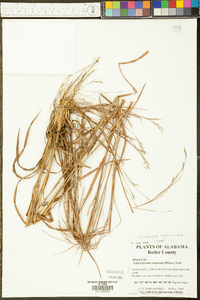 Schizachyrium scoparium var. scoparium image