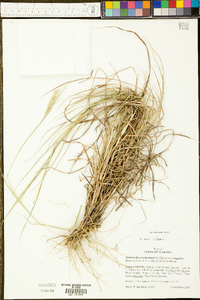 Bothriochloa ischaemum image