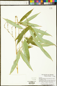 Phyllostachys sulphurea image
