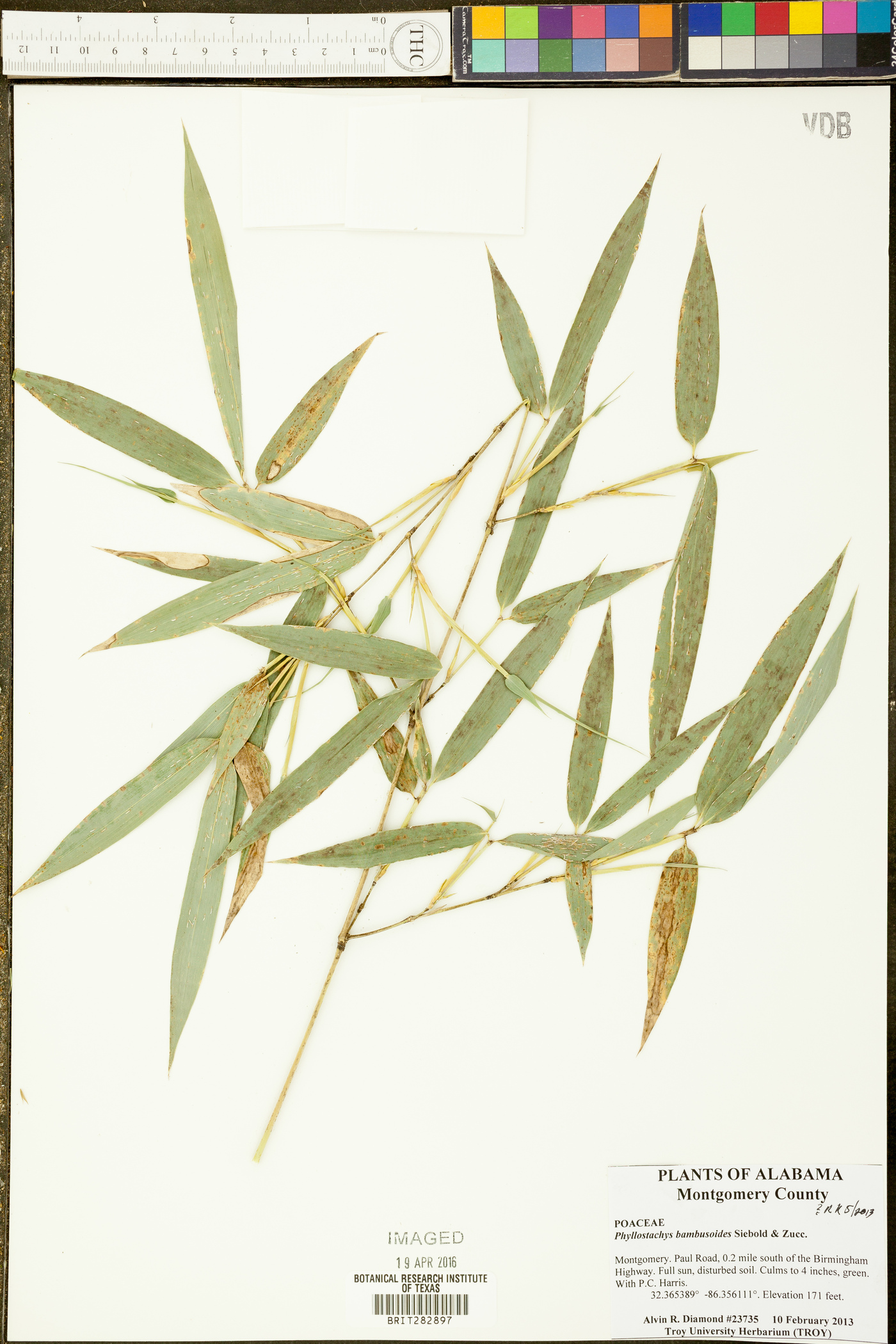 Phyllostachys bambusoides image