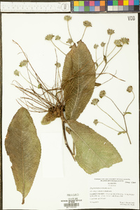 Elephantopus tomentosus image