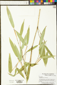 Phyllostachys meyeri image