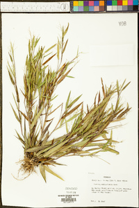 Panicum webberianum image