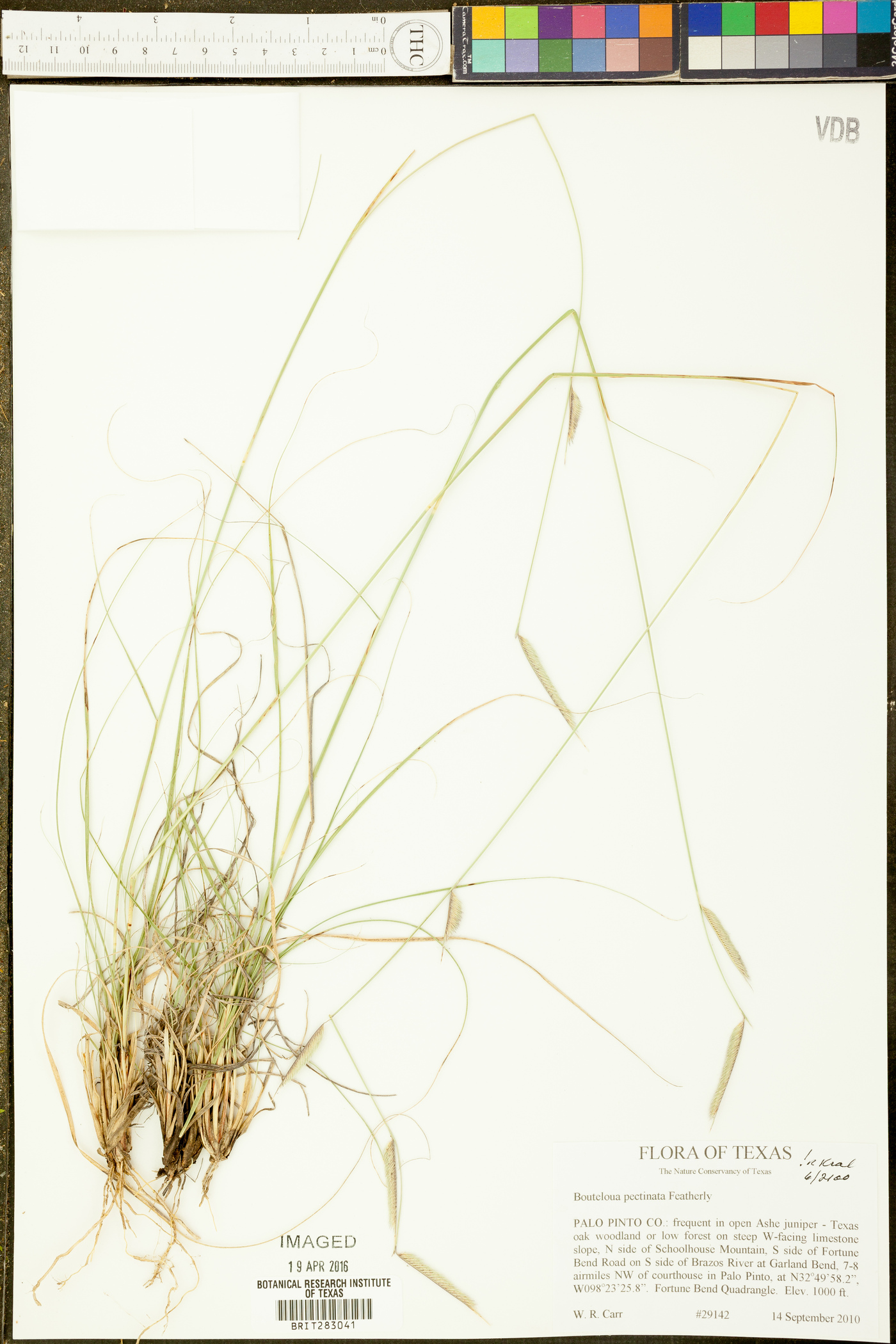 Bouteloua pectinata image