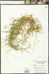 Muhlenbergia schreberi image