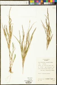 Muhlenbergia mexicana image