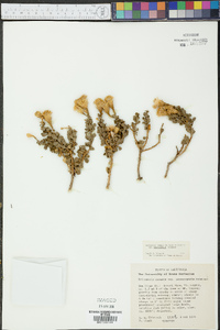 Ericameria cuneata image