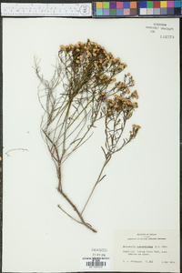 Ericameria austrotexana image