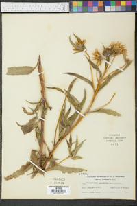 Helianthus giganteus image