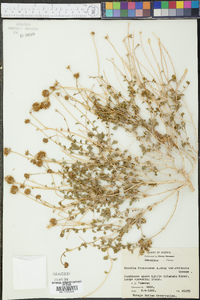 Encelia resinifera image
