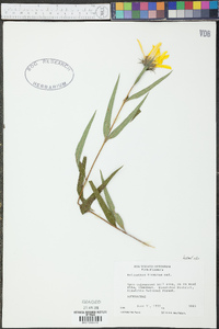 Helianthus hirsutus image