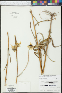 Helianthus heterophyllus image