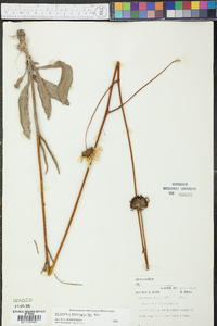 Helianthus heterophyllus image