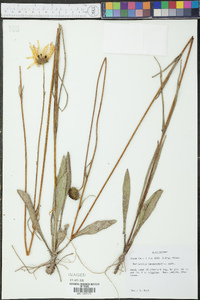 Helianthus heterophyllus image