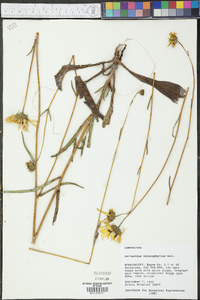 Helianthus heterophyllus image