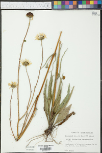 Helianthus heterophyllus image