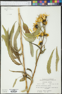 Helianthus grosseserratus image