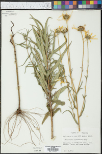 Helianthus floridanus image