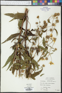 Helianthus divaricatus image