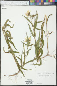 Helianthus divaricatus image