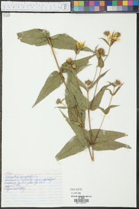 Helianthus divaricatus image