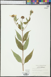 Helianthus divaricatus image