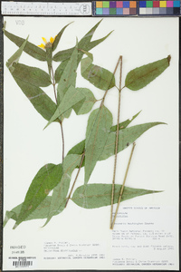 Helianthus divaricatus image