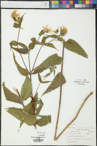 Helianthus divaricatus image