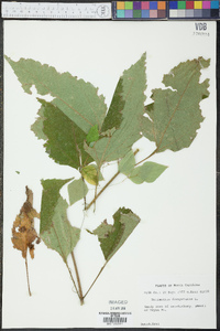 Helianthus decapetalus image