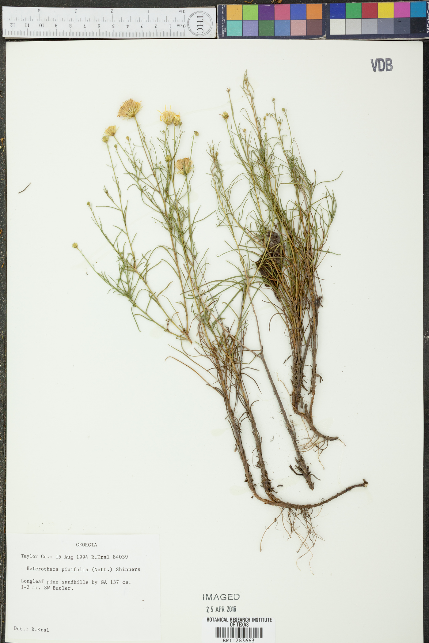 Heterotheca pinifolia image