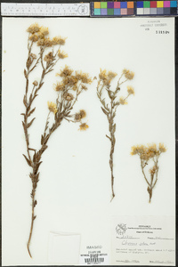 Bradburia pilosa image