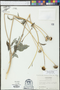 Helianthus niveus image