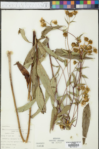 Helianthus laevigatus image