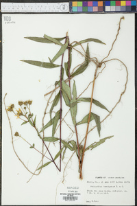 Helianthus laevigatus image