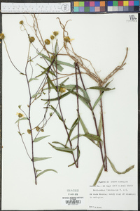 Helianthus laevigatus image