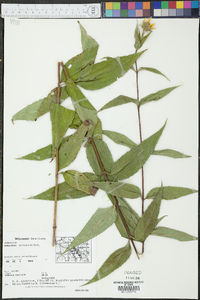 Helianthus hirsutus image