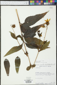 Helianthus hirsutus image