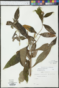 Helianthus hirsutus image