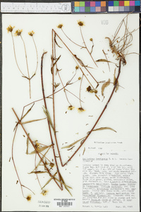 Helianthus longifolius image