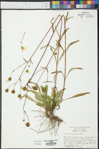 Helianthus longifolius image