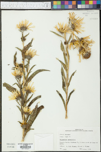 Helianthus maximiliani image